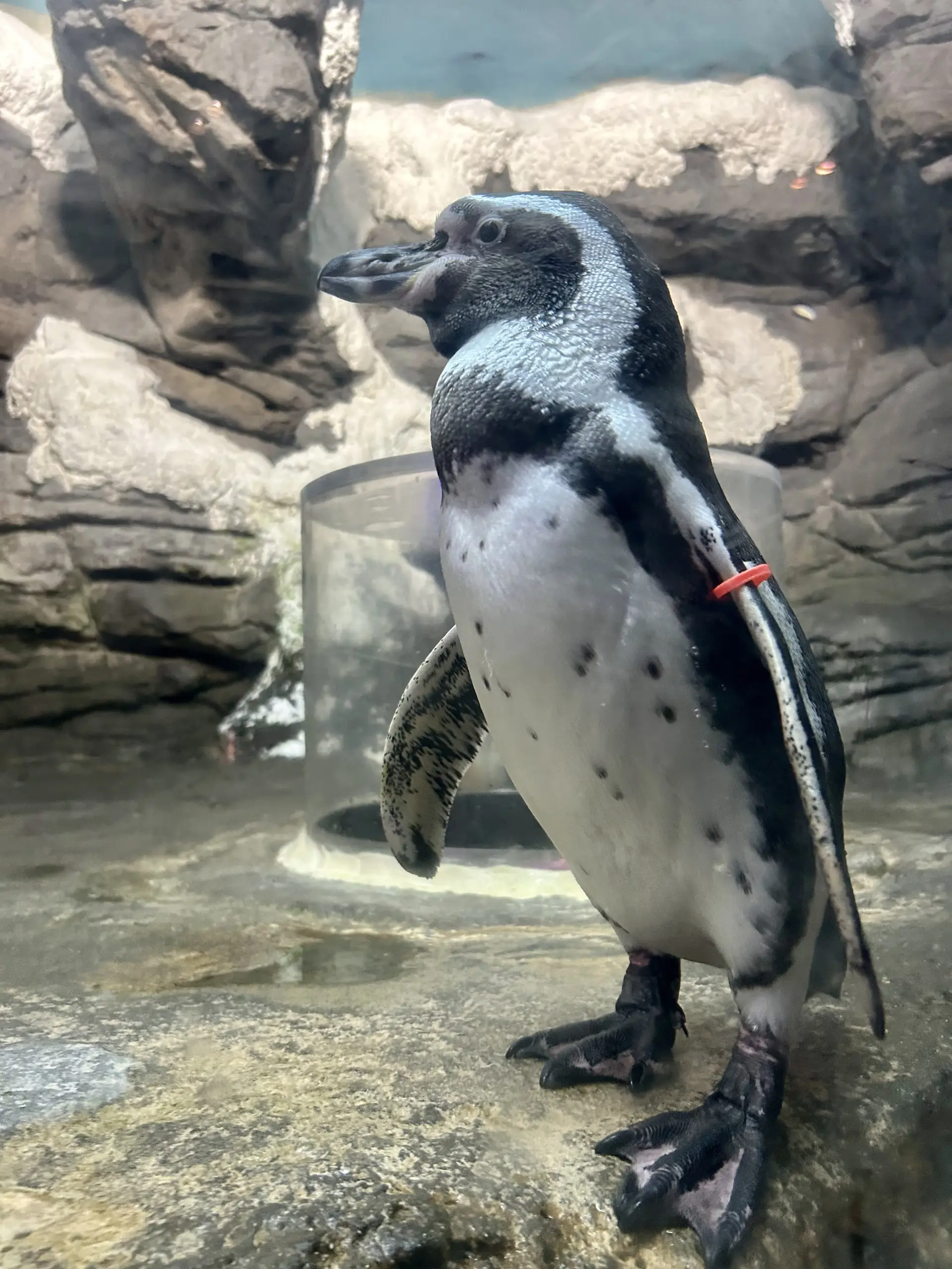 Tučňák s červenou kroužkovou značkou na křídle stojí na skále ve výběhu akvária.