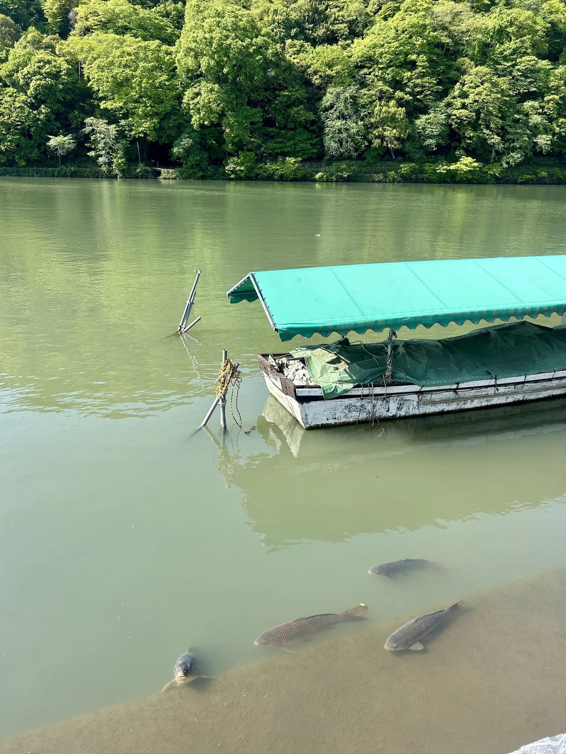Zakrytá dřevěná loďka kotví u zalesněného břehu řeky, pod hladinou plave několik velkých kaprů.