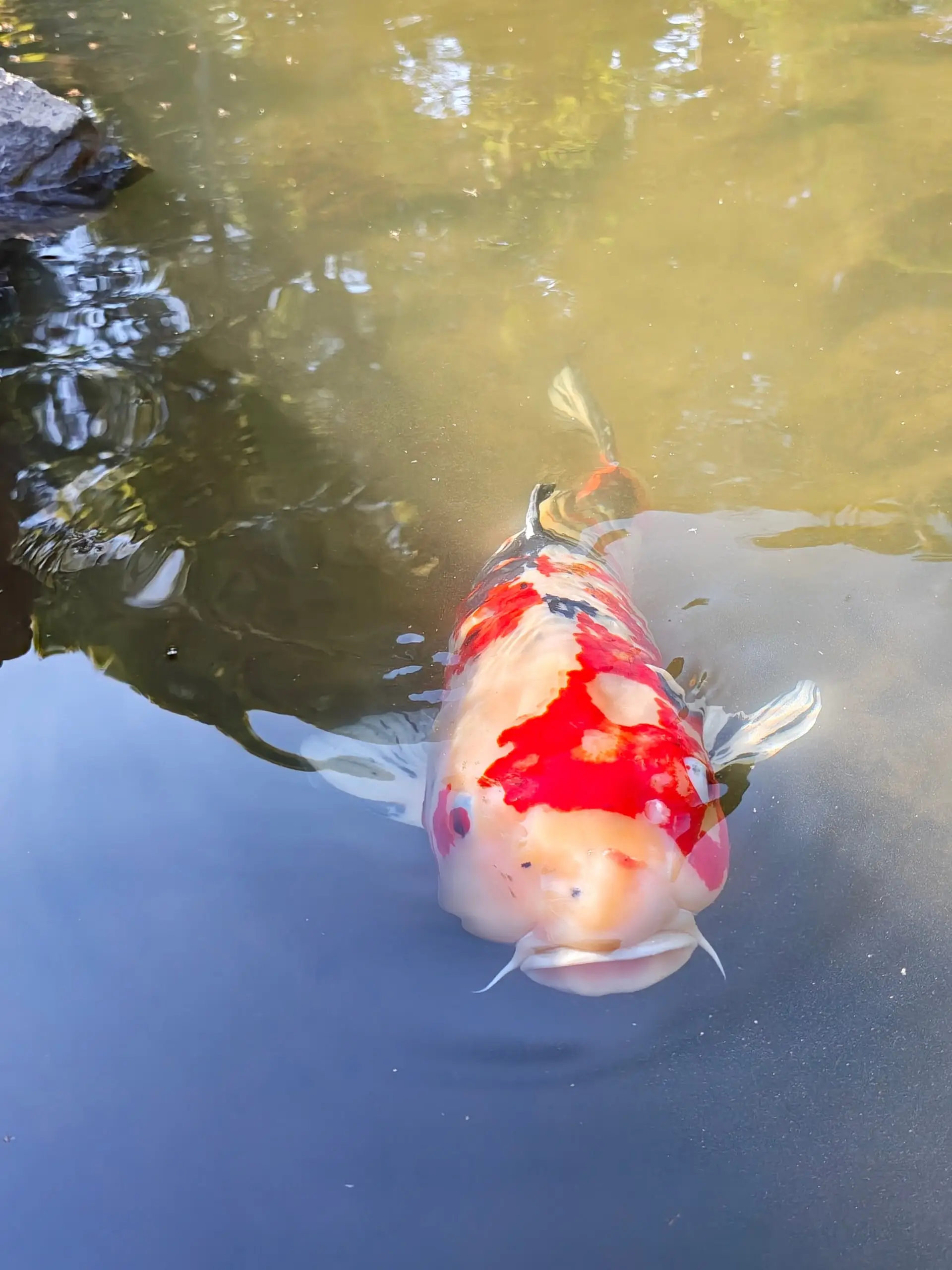 Červenobílý kapr koi plave těsně pod hladinou zahradního jezírka.