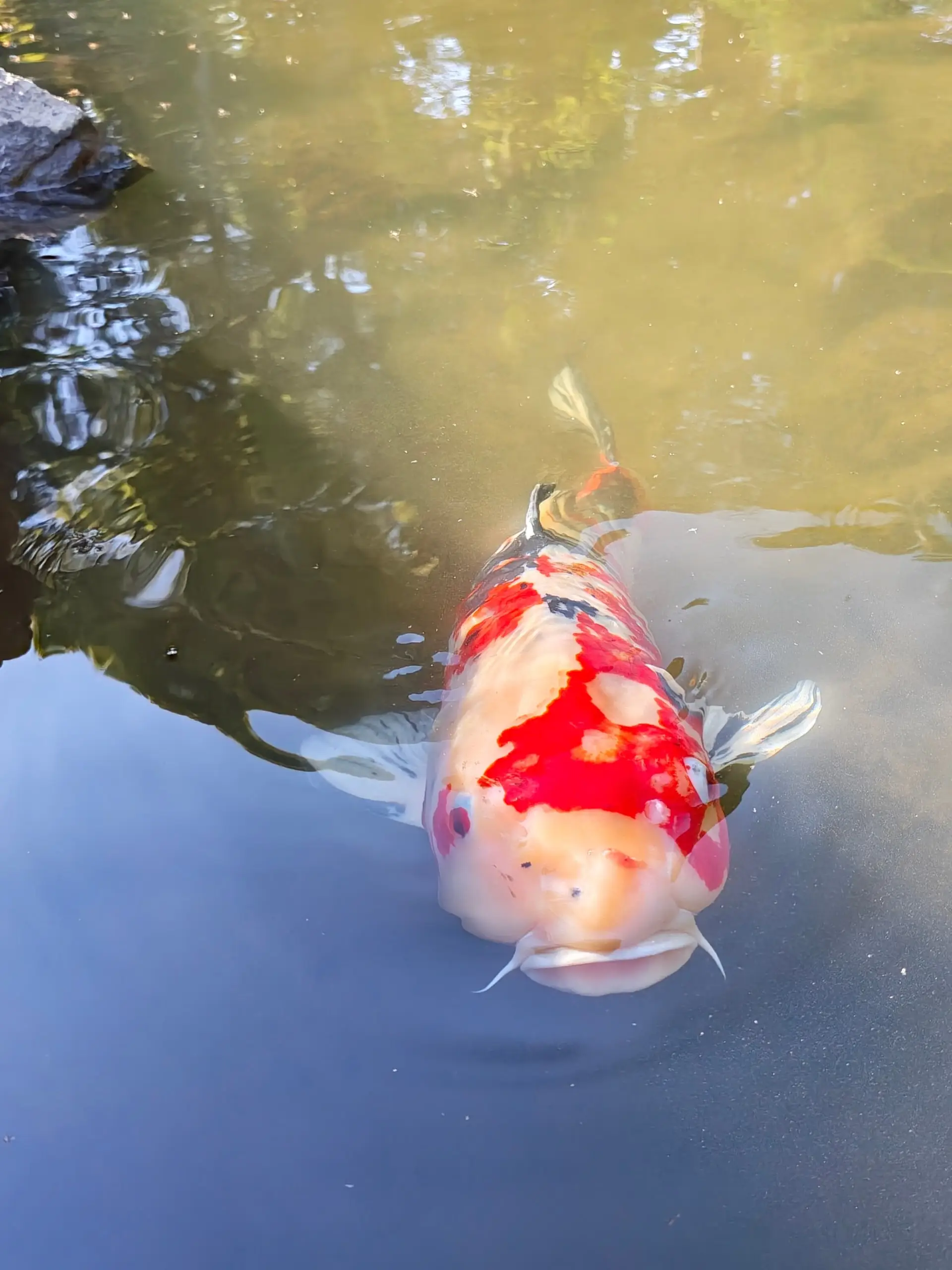 Červenobílý kapr koi plave těsně pod hladinou zahradního jezírka.