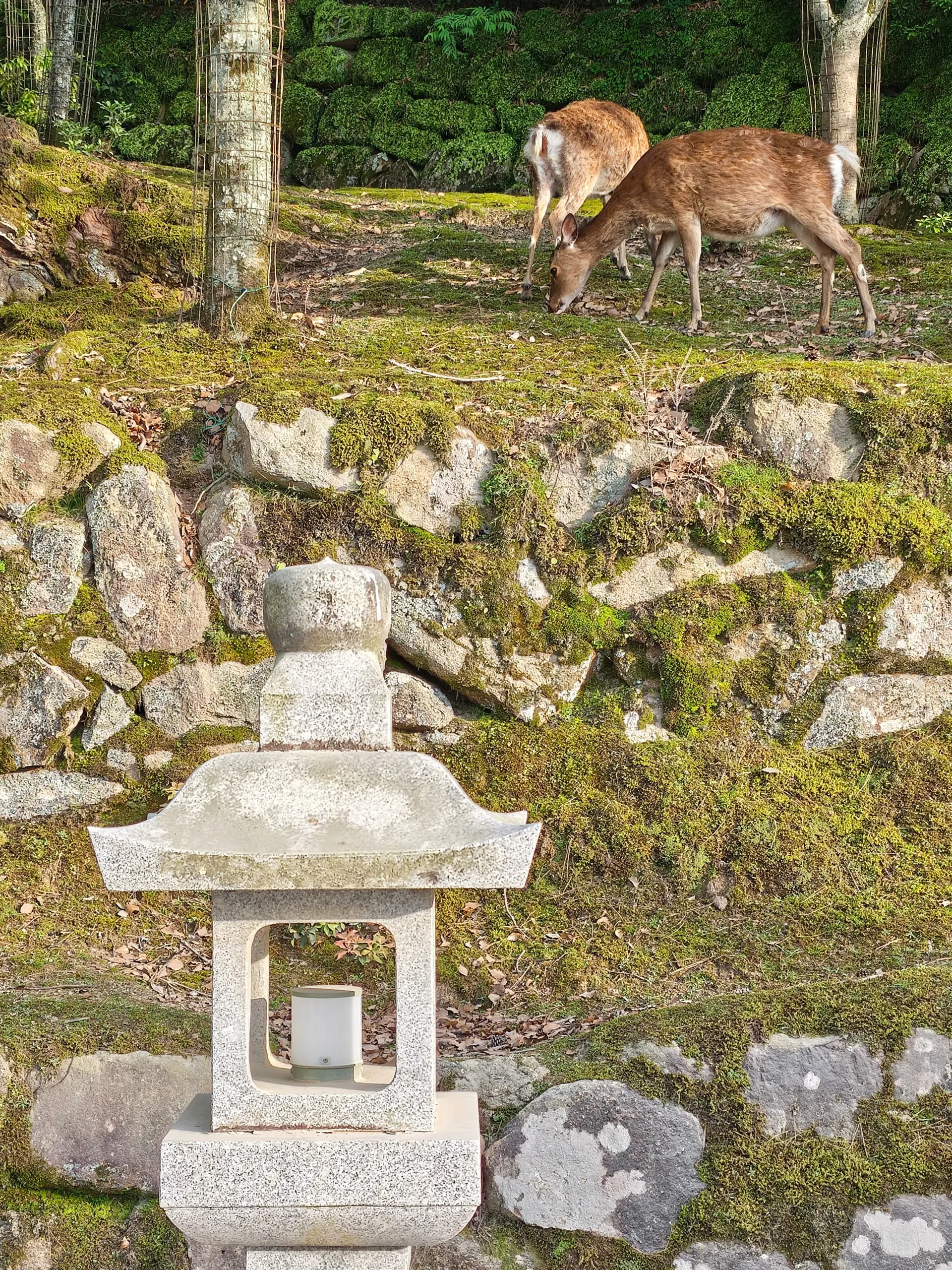 Dva jelínci se pasou nad mechovou kamennou zídkou za starou kamennou lucernou.